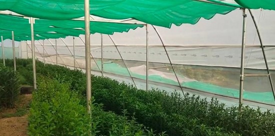 चम्पावत की धरती पर खिला लिलियम का सुनहरा भविष्य: धारित्री एग्रो फार्म बना कृषि नवाचार की मिसाल