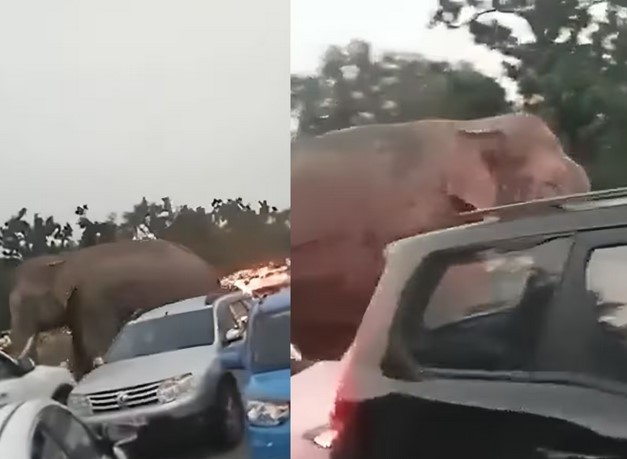 हाथी ने खोला ट्रैफिक जाम, वायरल वीडियो ने मचाया धूम!