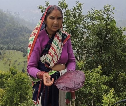 मीठे पूलम फल ने रसगुल्ले को भी पछाड़ा, चम्पावत के किसान ने रचा इतिहास!