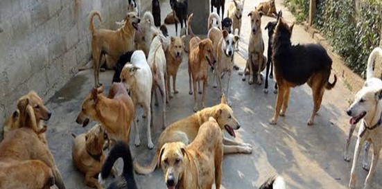चम्पावत के नांगनाथ वार्ड में आवारा कुत्तों का आतंक: प्रशासन की निष्क्रियता से बढ़ रही समस्या
