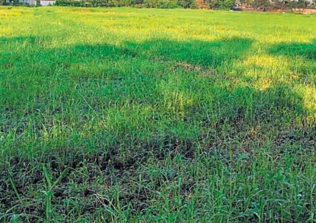 देहरादून में भू-कानून उल्लंघन: 900 बीघा जमीन सरकार ने की जब्त, कड़ी कार्रवाई जारी
