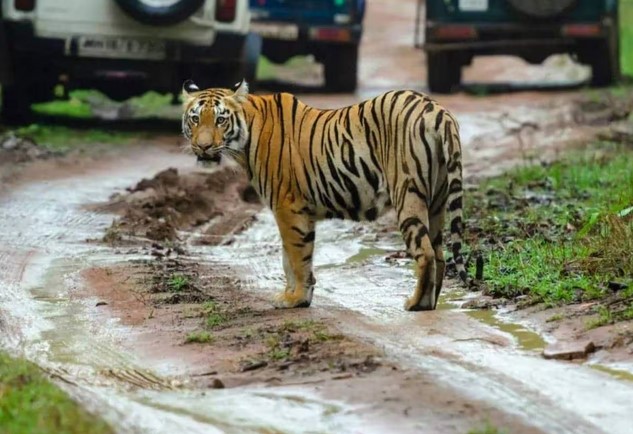 राजाजी टाइगर रिजर्व में तेज बारिश से फंसे 60 पर्यटक, वनकर्मियों ने बचाया